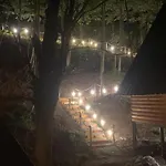 Forest Escape *